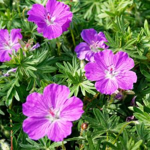 Geranium sanguineum Vision Violet - Gólyaorr