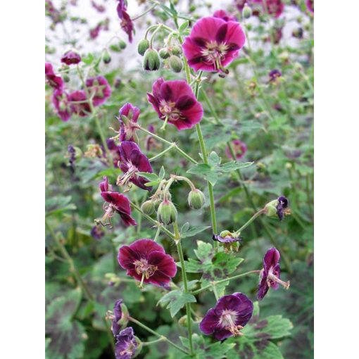 Geranium Samobor - Gólyaorr