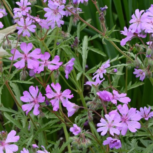 Geranium tuberosum - Gólyaorr