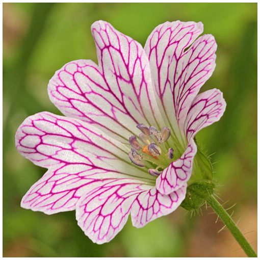 Geranium versicolor - Gólyaorr