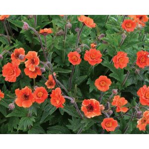 Geum Rustico Orange - Gyömbérgyökér