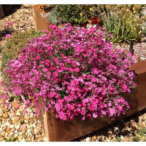 Gypsophila repens Filou Rose - Kúszó fátyolvirág