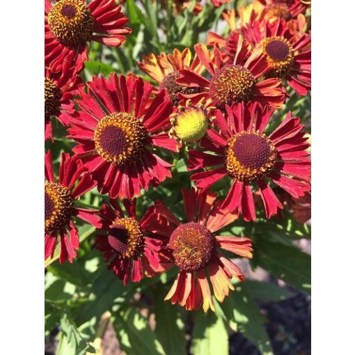 Helenium autumnale Mariachi TM Siesta - Napfényvirág