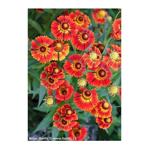 Helenium UFO Monique - Napfényvirág