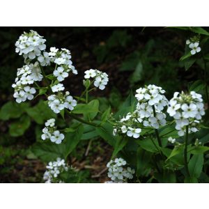 Hesperis matronalis Alba - Hölgyestike