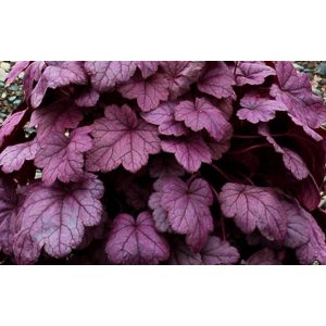 Heuchera Grape Soda - Tűzgyöngyvirág