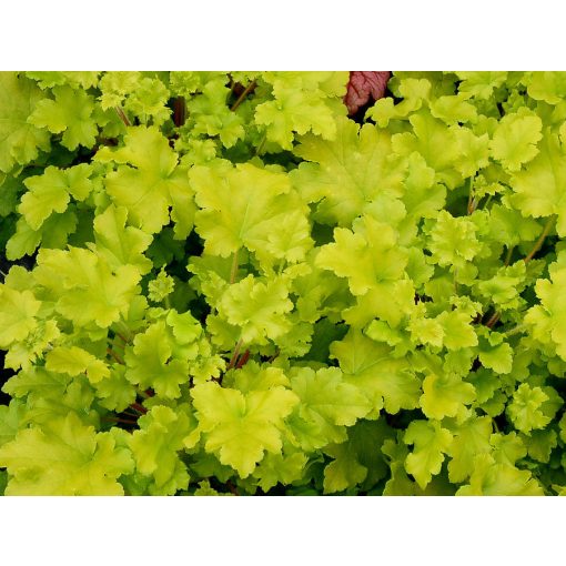 Heuchera Lime Marmalade - Tűzgyöngyvirág