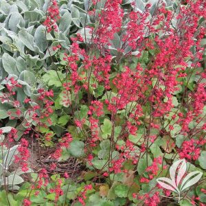 Heuchera sanguinea Splendens - Tűzgyöngyvirág