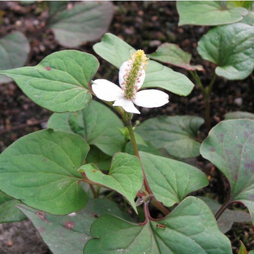 Houttuynia cordata - Kaméleonlevél