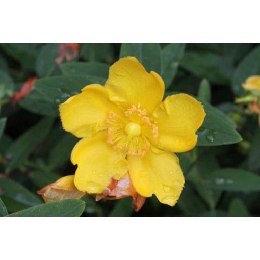 Hypericum calycinum - Orbáncfű