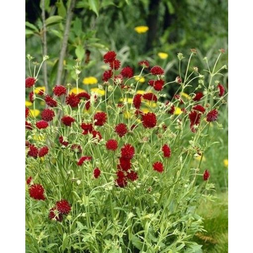 Knautia macedonica - Macedón varfű