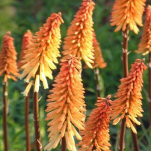 Kniphofia 'Tawny King' - Fáklyaliliom