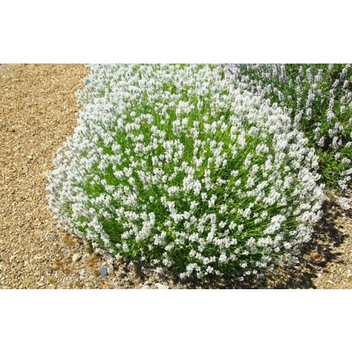 Lavandula angustifolia Arctic Snow - Közönséges levendula