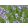 Lavandula angustifolia Munstead - Közönséges levendula