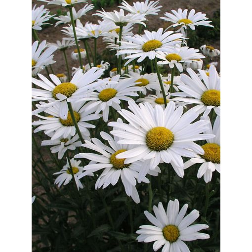 Leucanthemum superbum Alaska - Margaréta