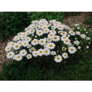 Leucanthemum superbum Dwarf Snow Lady - Margaréta