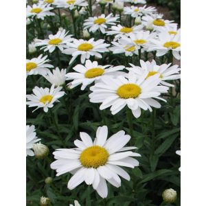 Leucanthemum superbum Snowcap - Margaréta