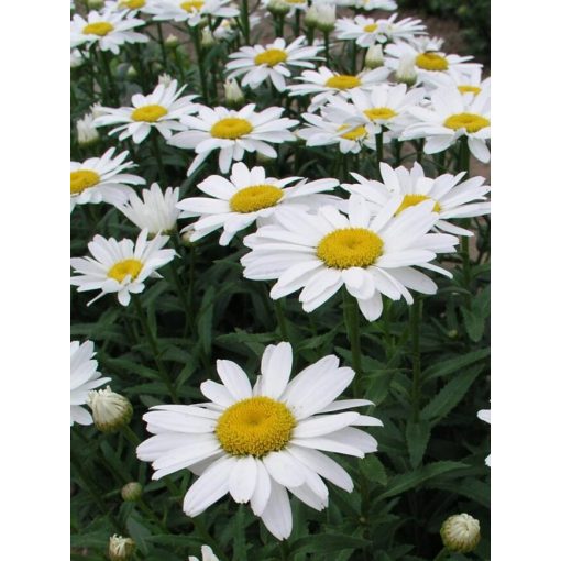 Leucanthemum superbum Snowcap - Margaréta