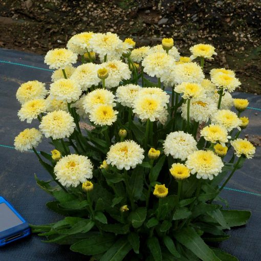 Leucanthemum Luna - Margaréta