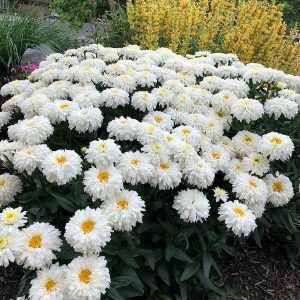 Leucanthemum Macaroon - Margaréta