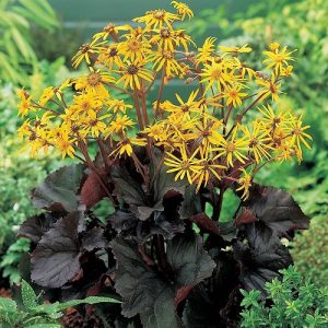 Ligularia dentata Britt Marie Crawford - Hamuvirág