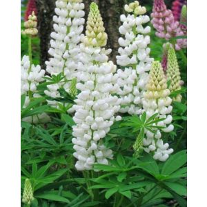 Lupinus Noblemaiden - Csillagfürt