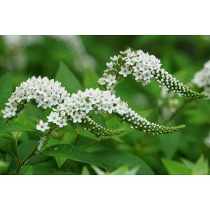 Lysimachia clethroides - Hattyúnyakú lizinka