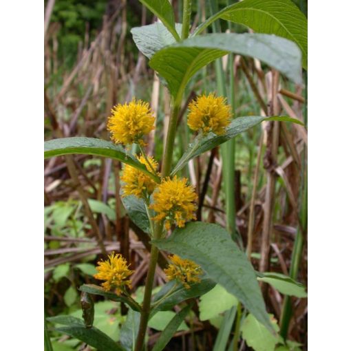 Lysimachia thyrsiflora - Fürtös lizinka