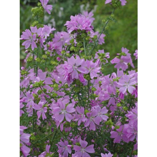 Malva moschata - Pézsmamályva