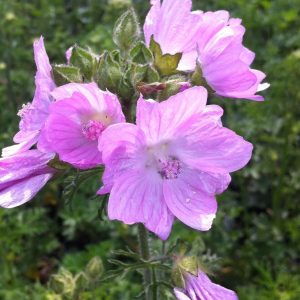 Malva moschata Rosea - Pézsmamályva