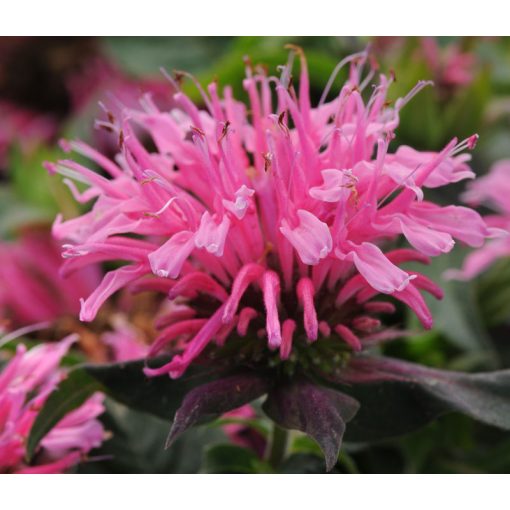 Monarda Balmy Pink - Méhbalzsam