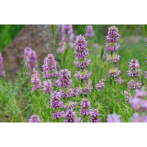 Monarda citriodora - Méhbalzsam