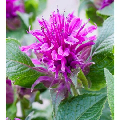 Monarda Purple Lace - Méhbalzsam