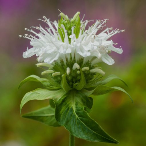 Monarda Schneewittchen - Méhbalzsam