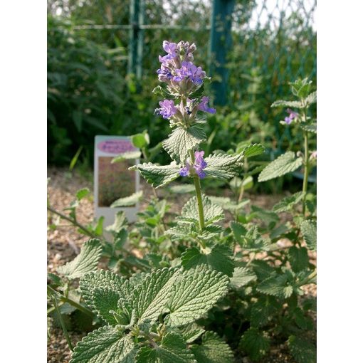 Nepeta faassenii - Macskamenta