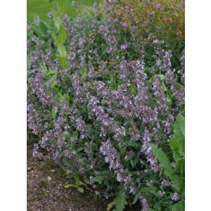 Nepeta faassenii Gletschereis - Macskamenta