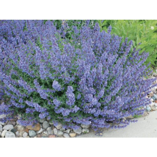 Nepeta faassenii Walkers Low - Macskamenta