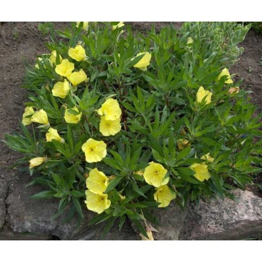 Oenothera macrocarpa (missouriensis) - Ligetszépe