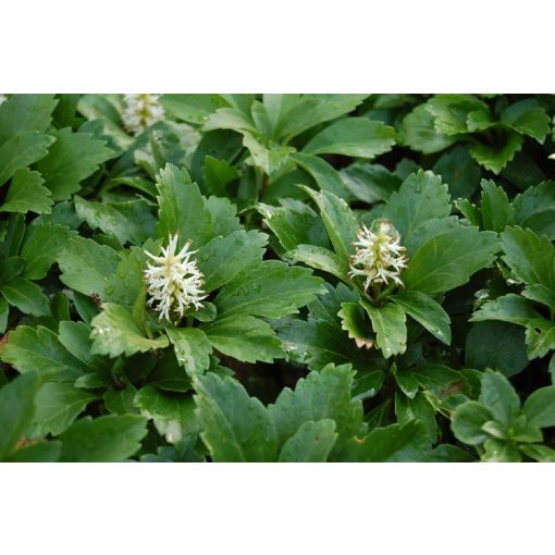 Pachysandra terminalis - Japán kövérke