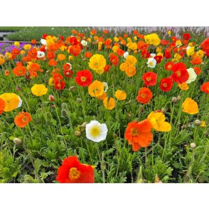 Papaver nudicaule Gartenzwerg - Izlandi díszmák