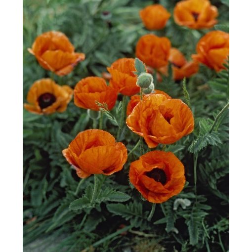 Papaver orientale Harvest Moon - Keleti mák