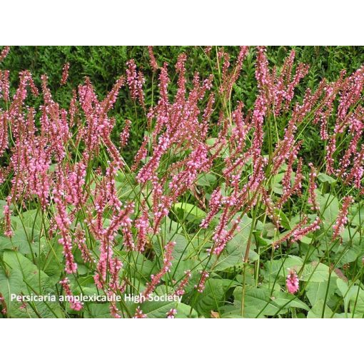 Persicaria amplexicaulis High Society - Keserűfű