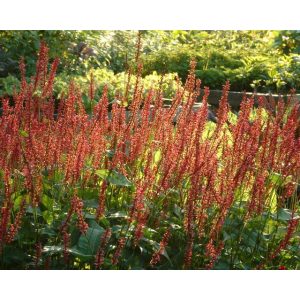 Persicaria amplexicaulis Orange Field - Keserűfű