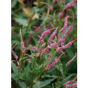 Persicaria amplexicaulis Pink Elephant - Keserűfű