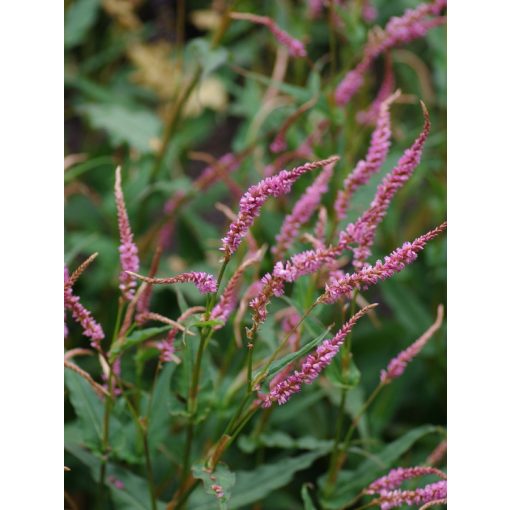 Persicaria amplexicaulis Pink Elephant - Keserűfű