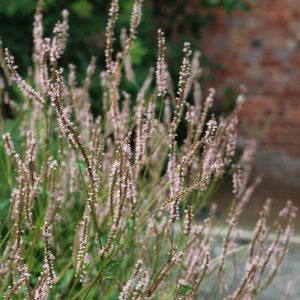 Persicaria amplexicaulis Pink Mist - Keserűfű