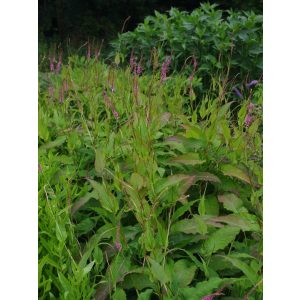 Persicaria amplexicaulis Rowden Gem - Keserűfű