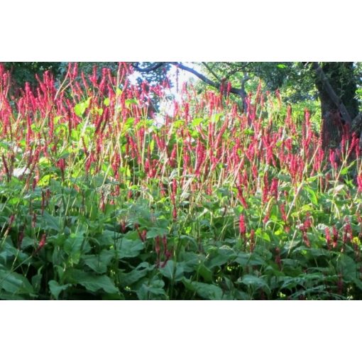 Persicaria amplexicaulis Speciosa (Firetail) - Keserűfű