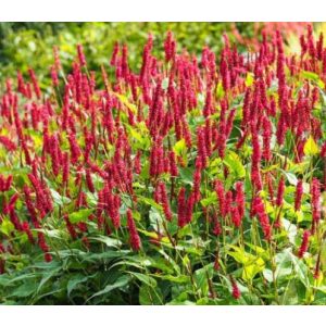 Persicaria amplexicaulis - Keserűfű