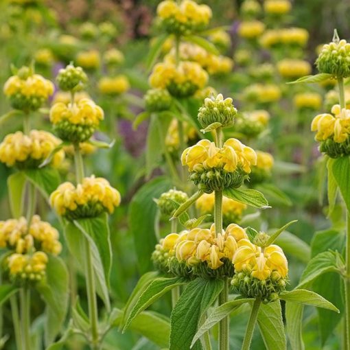 Phlomis russeliana - Kis-ázsiai macskahere